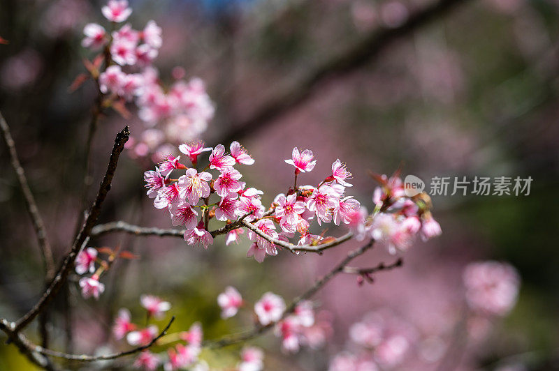 樱花(Sakura Flower)、樱花(Cherry Blossom)、泰国清迈(Chiang Mai)，或当地语言中的Nang Phaya Sua Krong Flower